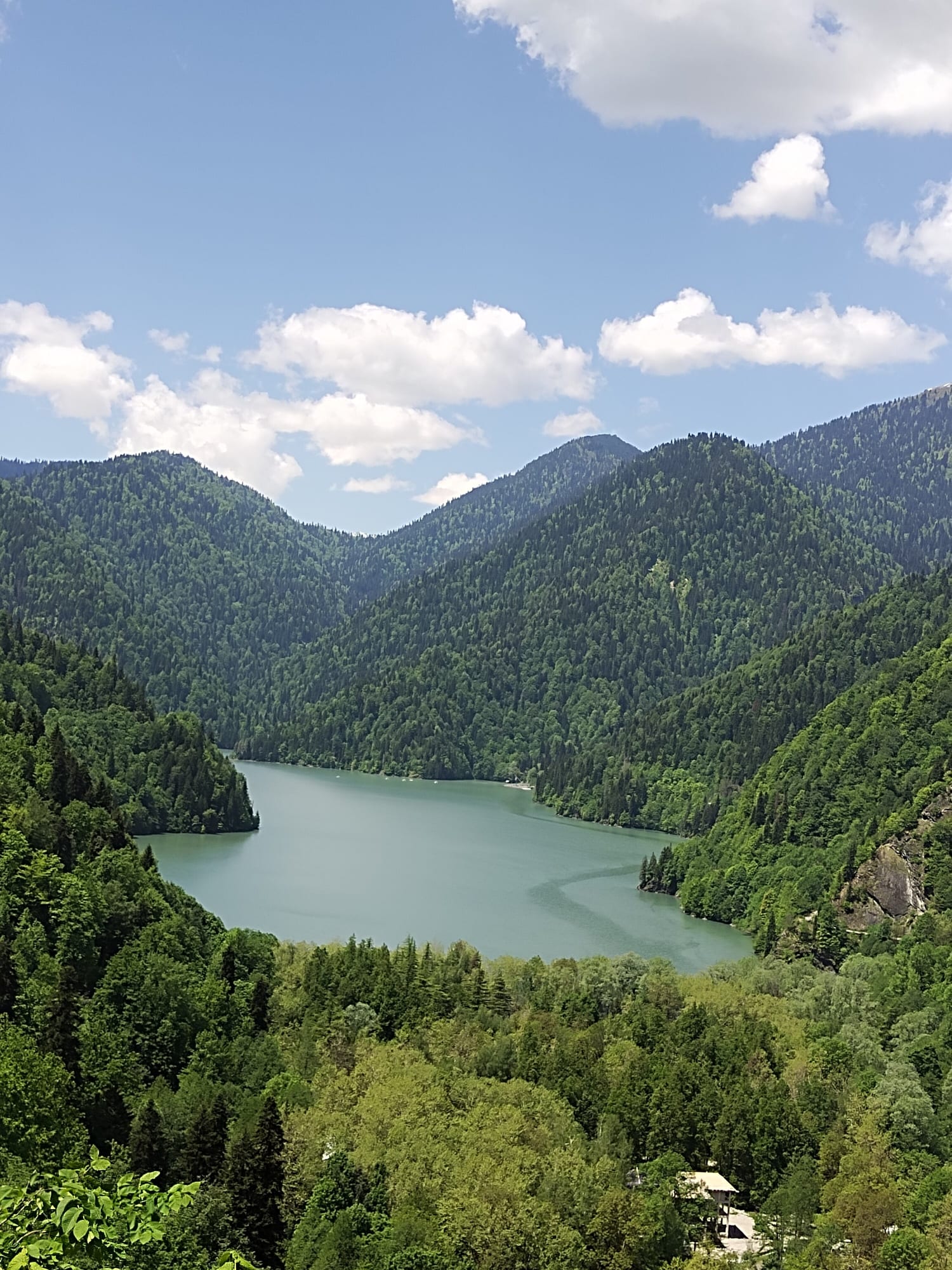 Птичий клюв — Гагра