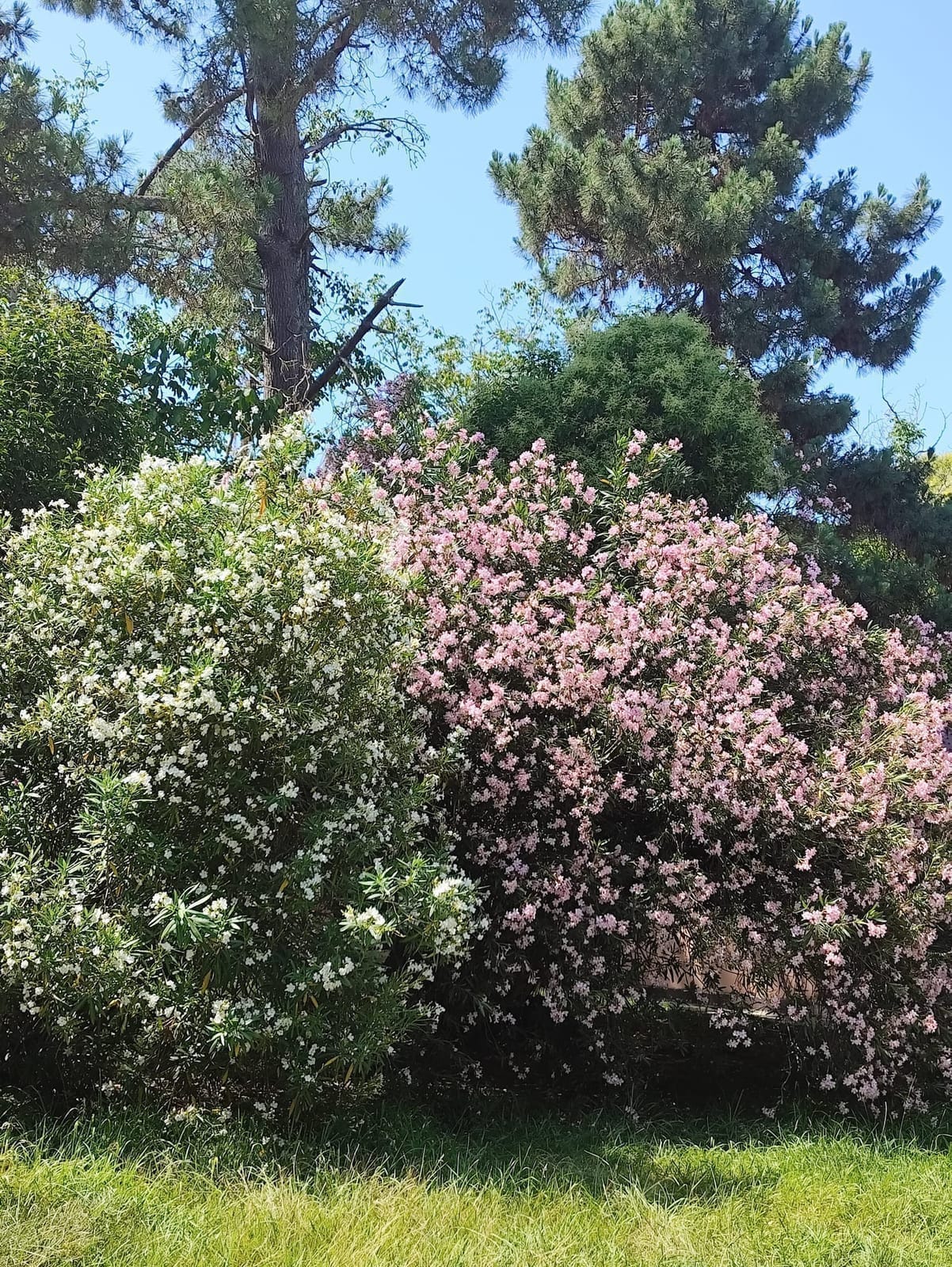Кипарисовая аллея — фото 4
